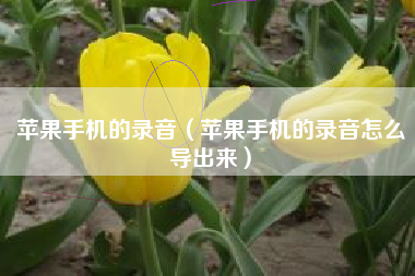 苹果手机的录音（苹果手机的录音怎么导出来）